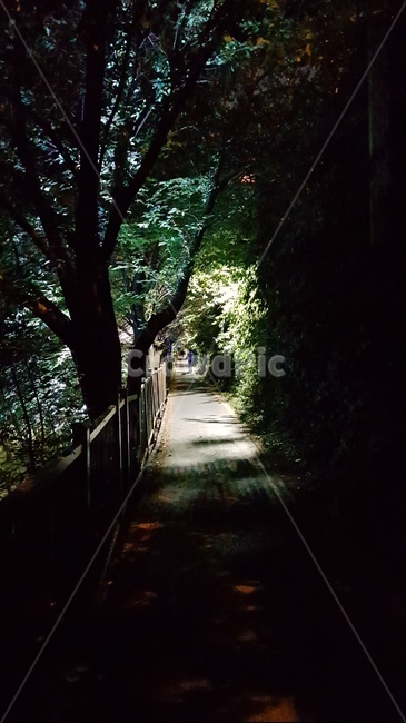 야경,자연,산책로,나무,길