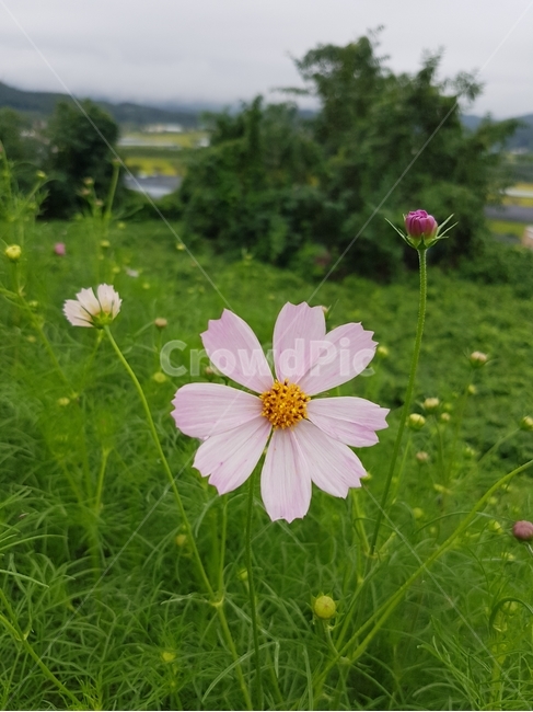 가을,코스모스,꽃,들꽃,식물,autumn,cosmos,wildflower,plant