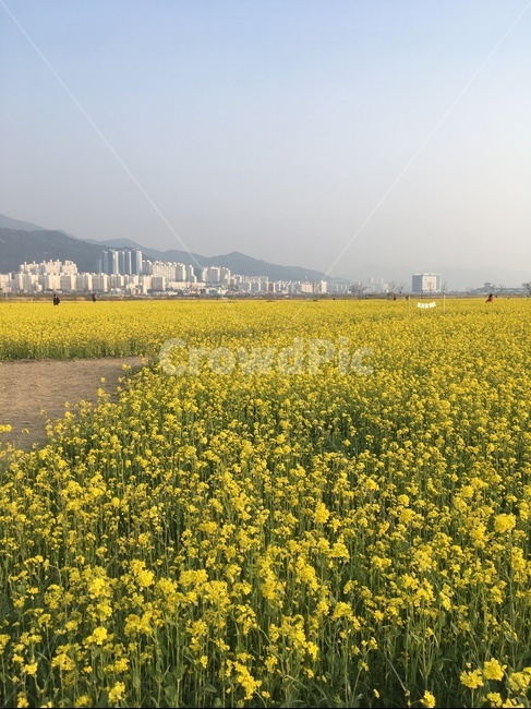 꽃,꽃놀이,유채꽃,유채꽃축제,부산,도시,자연,노란색,노란꽃,봄