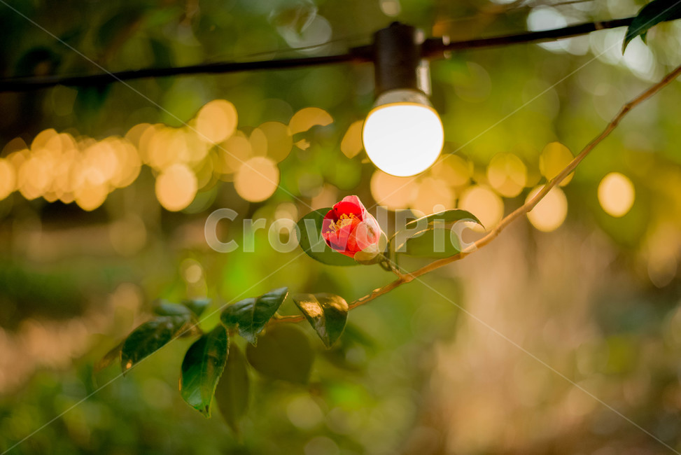 동백꽃,동백나무,동백,붉은동백,홍동백,불빛,식물,자연,plants,nature,꽃,flower,감성,sensible,feeling