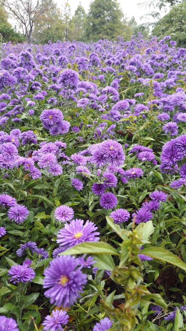 꽃,국화,보라색,초록,가을,식물,자연,plants,nature,꽃,flower