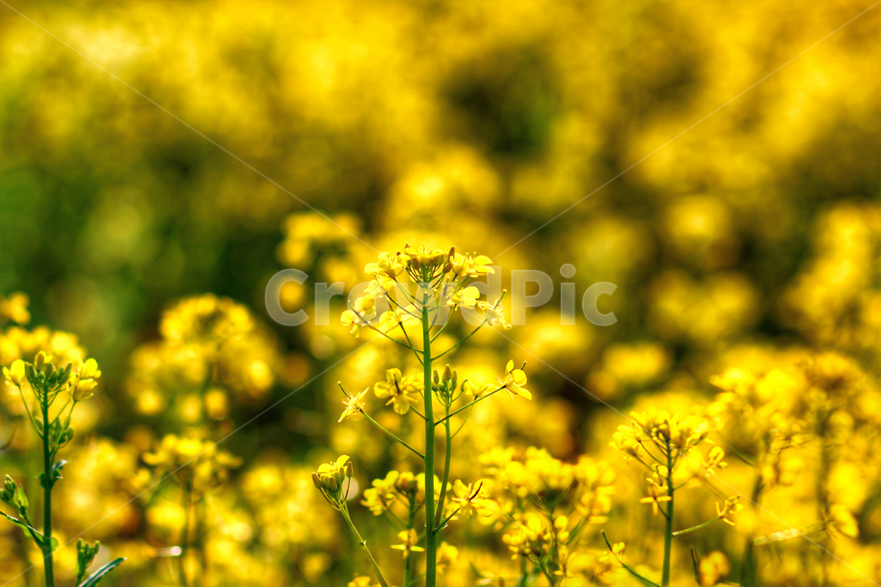 꽃,유채꽃,공원,노란꽃,꽃밭,봄,데이트코스,나들이,봄나들이,봄,계절,spring,season,plant,식물