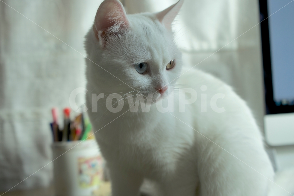 고양이,동물,반려동물,오드아이,cat,동물,animal,포유류,mammal,고양이,cat,kitten,kitty