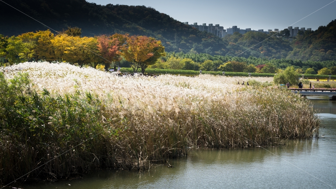 가을,들판,억새,울산,태화강공원,풍경,가을,계절,fall,autumn,season,자연,풍경,nature,landscape,한국자연풍경,한국자연경관,korea nature landscape,grass,잔디,plant,식물,land,땅,outdoors,옥외,water,물