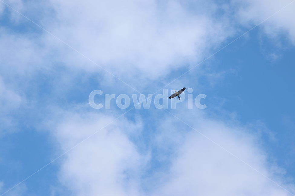 animal,동물,flying,나는,bird,새,구름,하늘,조류,새,birds