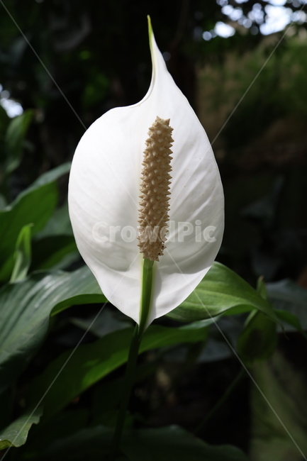 plant,식물,blossom,꽃,flower,식물,자연,plants,nature,꽃,flower