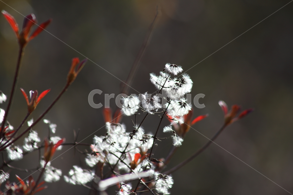 사위질빵,종자,씨앗,번식,clematisapiifolia,식물,자연,plants,nature