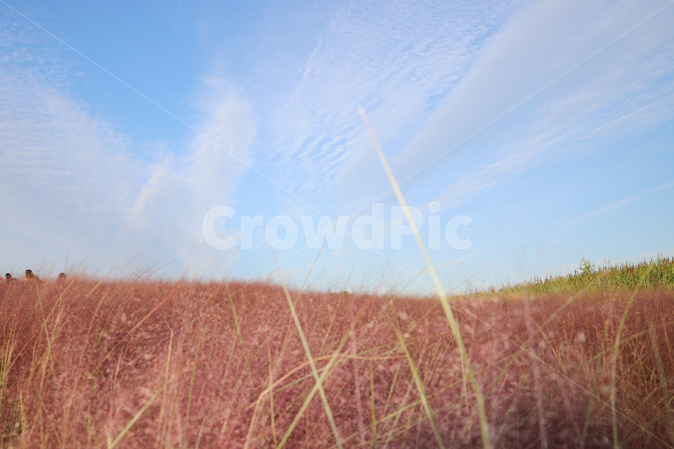 핑크뮬리,가을,풍경,scenery,식물,핑크,따듯함,따듯,pinkmuhlygrass,가을,계절,fall,autumn,season,자연,풍경,nature,landscape,grass,잔디,plant,field,들,grassland,목초지,outdoors,옥외