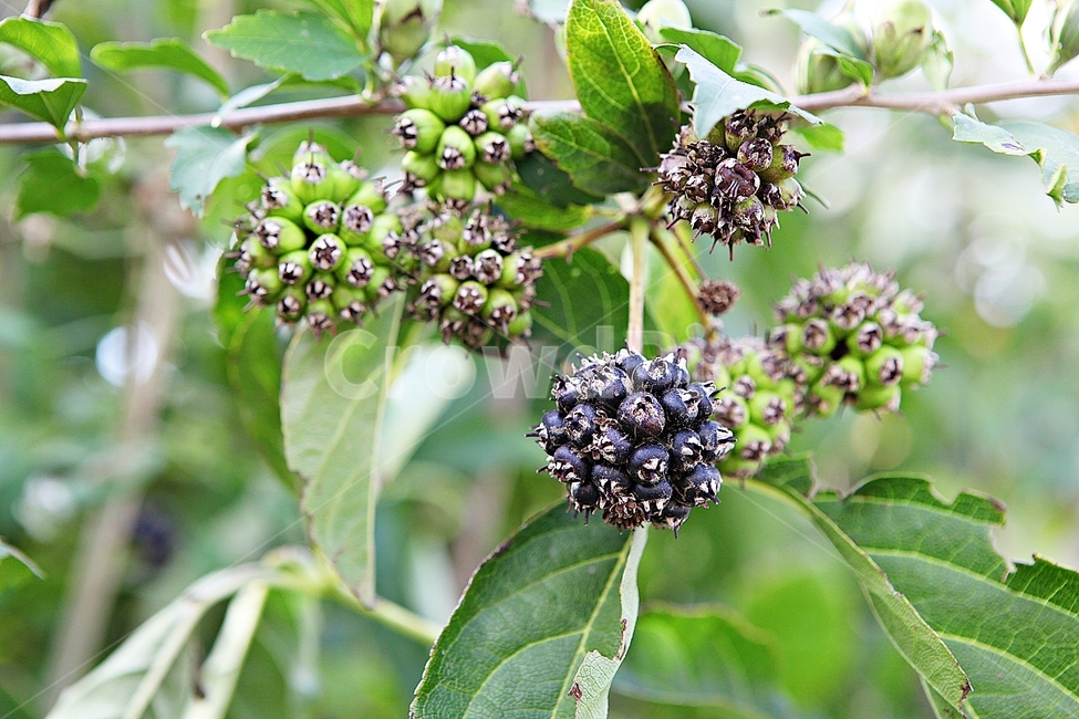 오갈피,약용,열매,잎,농산물,식물,자연,농업,농사,식물,자연,plants,nature