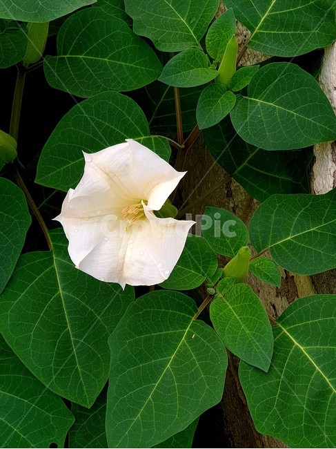 흰독말풀꽃,악마의나팔꽃,흰독말풀,앙금화,여름꽃