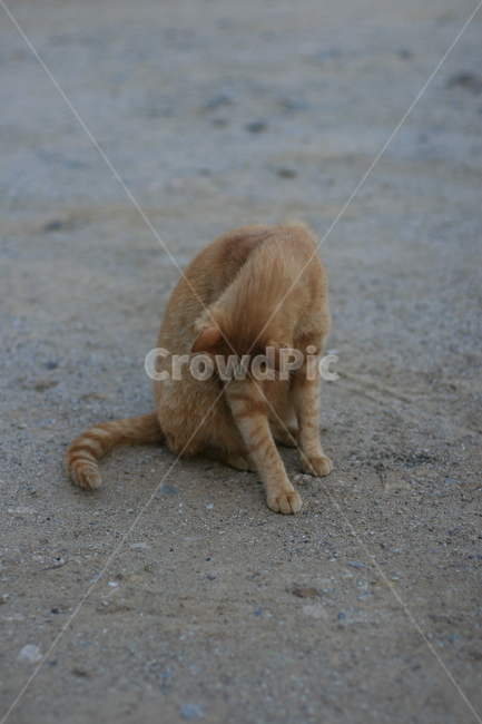 고양이,마당,아침,동물,길고양이,냐옹이,cat