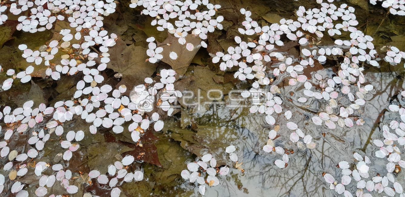 벚꽃,꽃잎,봄,flower,봄꽃,낙화,leaf