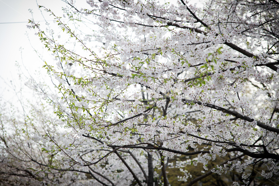봄,spring,벗꽃,cherrytree,서울,korea,송파,봄,계절,spring,season,plant,식물,blossom,꽃,cherry blossom,벚꽃,flower