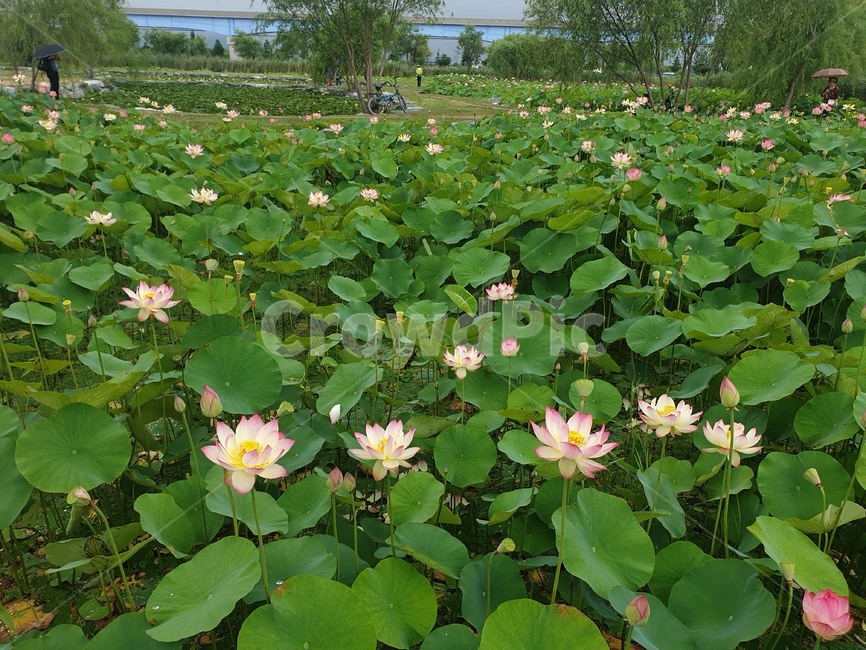 수련,연꽃,부산삼락생태공원,공원,꽃