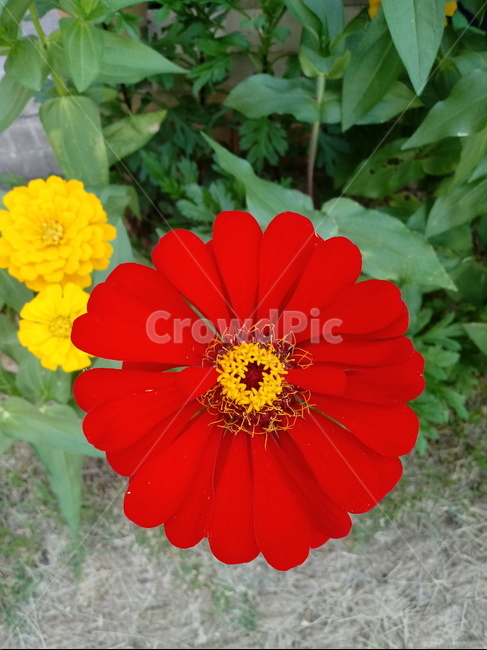 백일홍,국화과,원예식물,꽃,플라워,관상식물,zinnia
