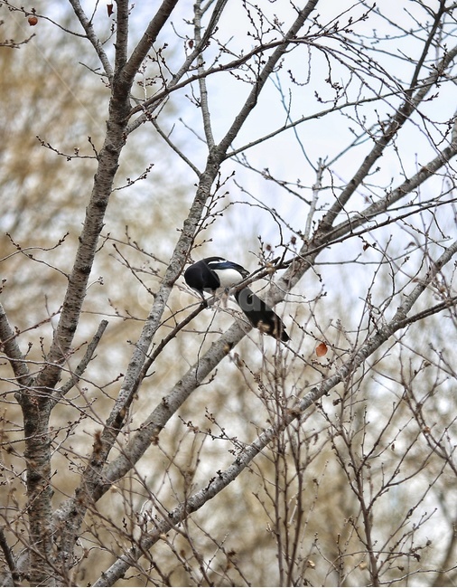 animal,동물,bird,새,까치,야생동물,나무,tree
