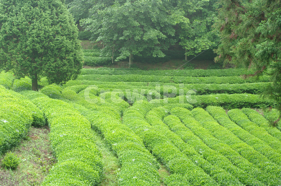 녹차,녹차밭,녹차재배,녹차농사,임산물,농업,농사,agriculture,farming,farming industry