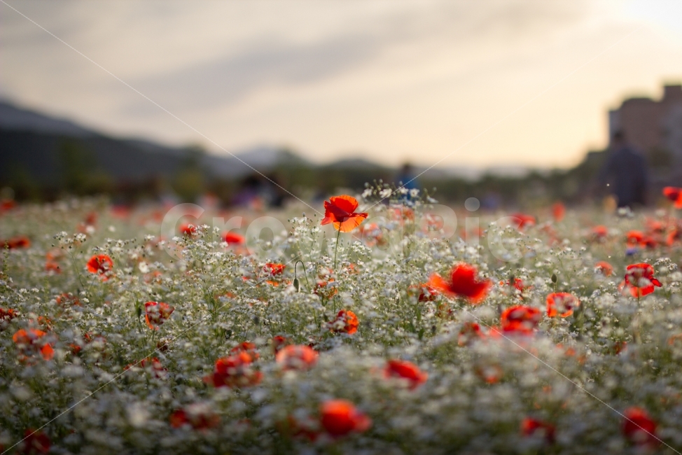 한국,울산,태화강,양귀비,꽃,식물,자연,plants,nature,감성,sensible,feeling,꽃,flower