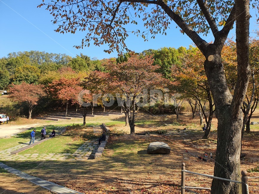 가을,공원,경치,풍경,바닥,잔디공원,plant,가을풍경,자연,풍경,nature,landscape