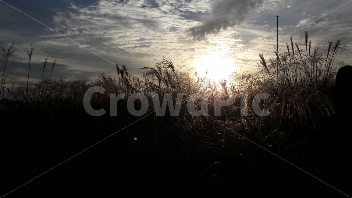 하늘공원,하늘,구름,석양,억새풀,가을,계절,fall,autumn,season,자연,풍경,nature,landscape,light,빛,flare,플레어,sunlight,햇빛