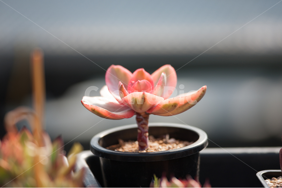 Ornamental succulent,succulent,succulent farm,Cactus,ornamental plant,succulents