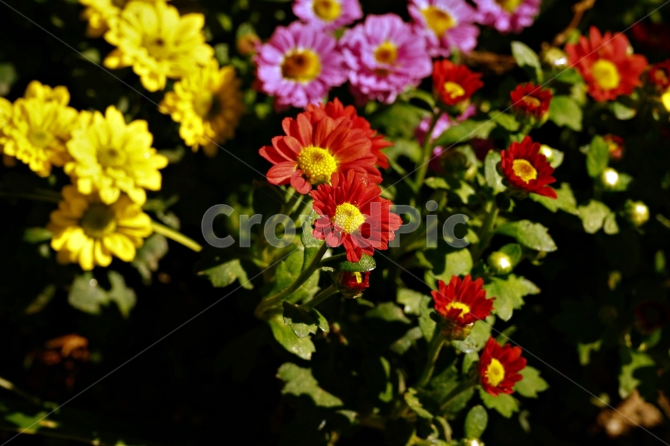 꽃,아름다움,정원,식물,자연,flower,bloom,beauty,plant,nature,beautiful,식물,자연,plants,nature,꽃,flower