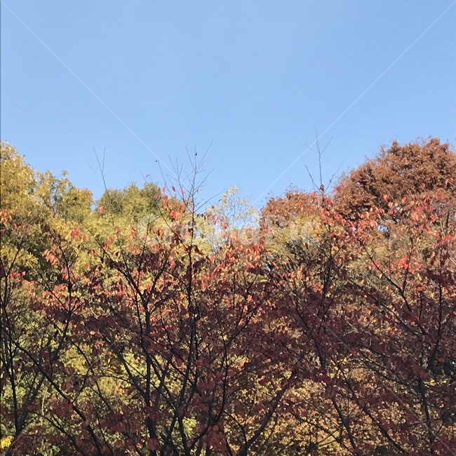 나무,가을,하늘,tree,식물