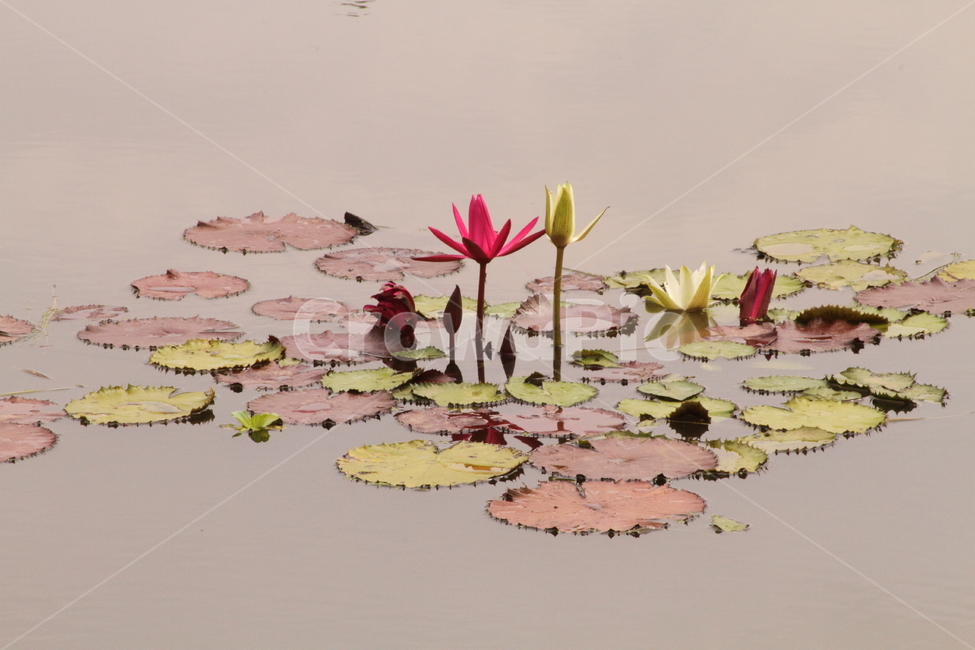 연,수련,꽃,식물,waterlily,식물,자연,plants,nature,꽃,flower