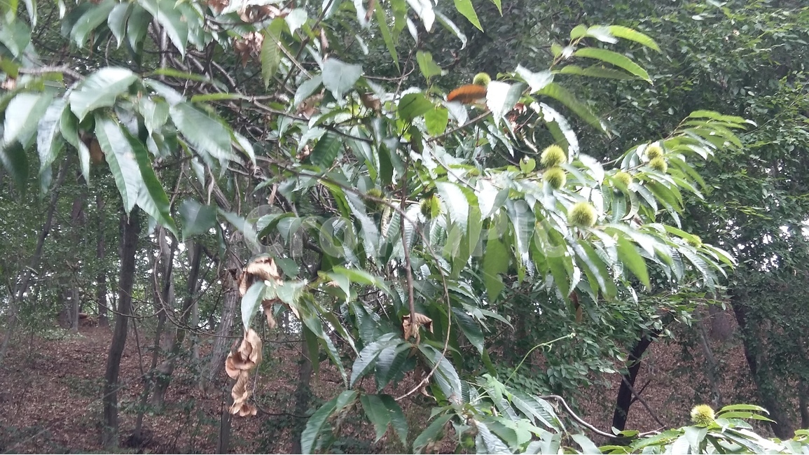 나무,자연,숲,풍경,밤,식물,자연,plants,nature,나무,trees,wood