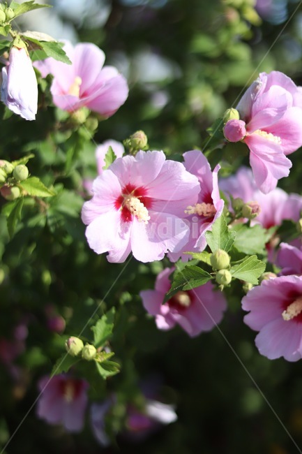 무궁화,꽃,대한민국국화,히비스커스,mugunghwa,hibiscus,roseofsharon,식물,자연,plants,nature,꽃,flower