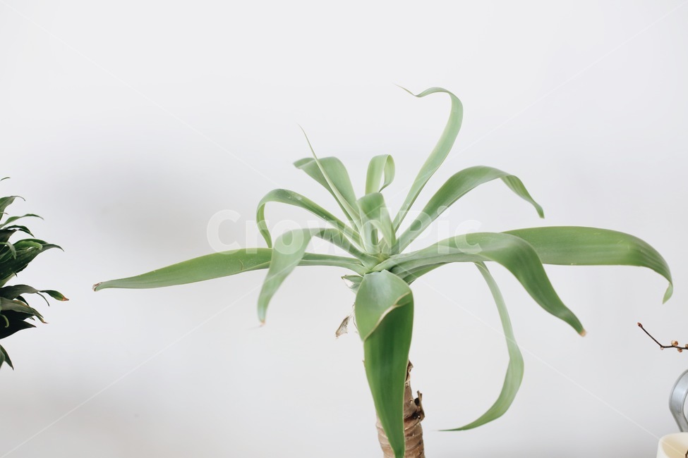 식물,화분,실내인테리어,식물인테리어,감성,감성사진,소품,식물,자연,plants,nature,실내용화초,화분,화초,house plant