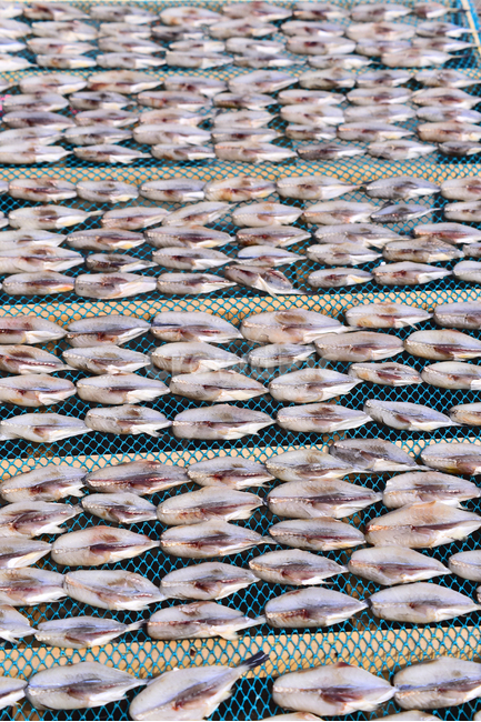 건어물,수산물,건조,동물,fish,물고기,animal,해양생물,stockfish,driedfish,음식,식자재,식재료,푸드,food,반찬거리,튀김용,찜용,배경,바탕,백그라운드,토종,국산,우리것,바닷물고기,담백한맛,어린고기,수산시장,해물,어시장,수산물,해산물,fishery products,seafood