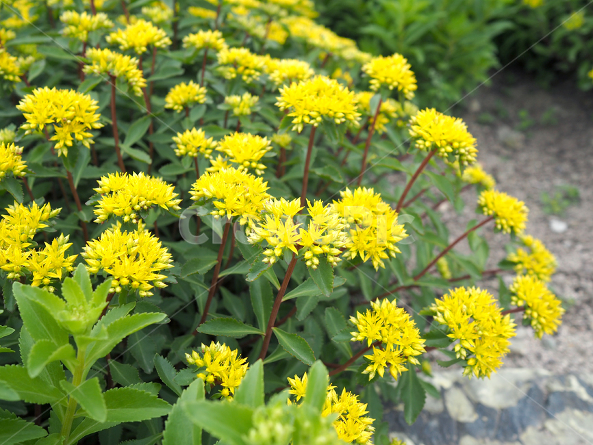 꽃,식물,노란꽃,자연,plant,blossom,flower,식물,자연,plants,nature,꽃,flower