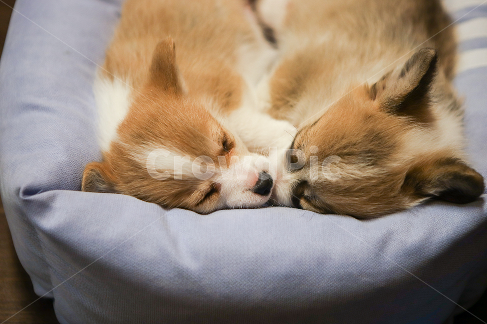 웰시코기,강아지,pet,dog,새끼강아지,동물,반려견,반려동물,doggy,잠,수면,졸림,애완동물,애완견