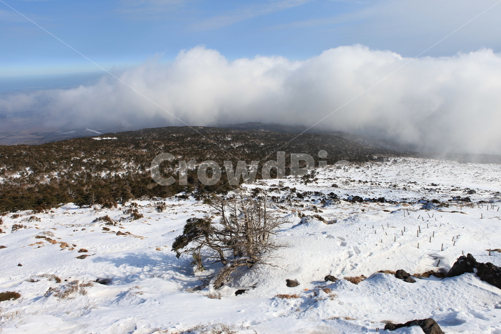 겨울,자연,한라산,눈,풍경,국립공원,겨울,계절,winter,season,자연,풍경,nature,landscape,한국자연풍경,한국자연경관,korea nature landscape,제주도,jeju,jeju island,outdoors,옥외