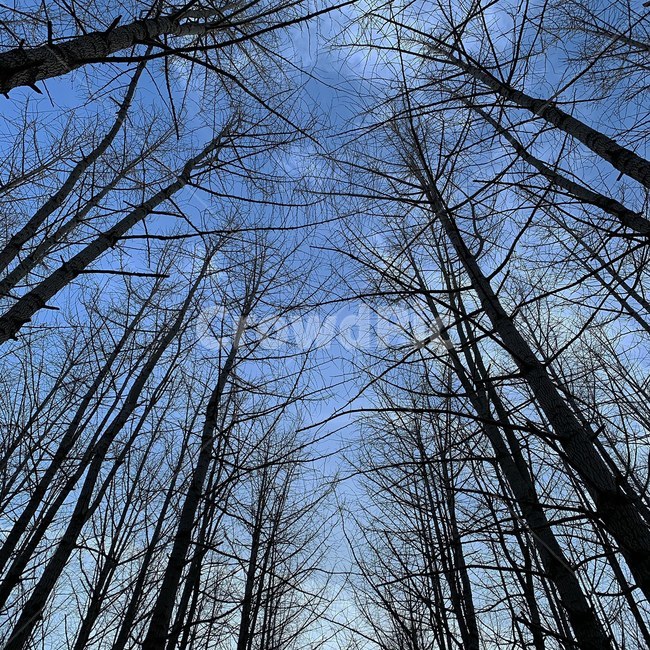 나무,tree,plant,식물,nature,자연,나뭇가지,자연,풍경,nature,landscape
