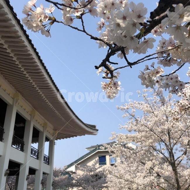 벚꽃,꽃,봄,경주,기와,경주벚꽃,전통
