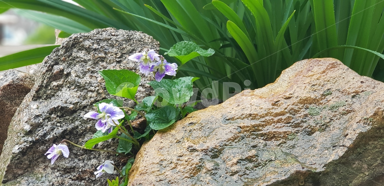 봄,꽃,아름다움,아침,이슬,자연,식물,자연,plants,nature