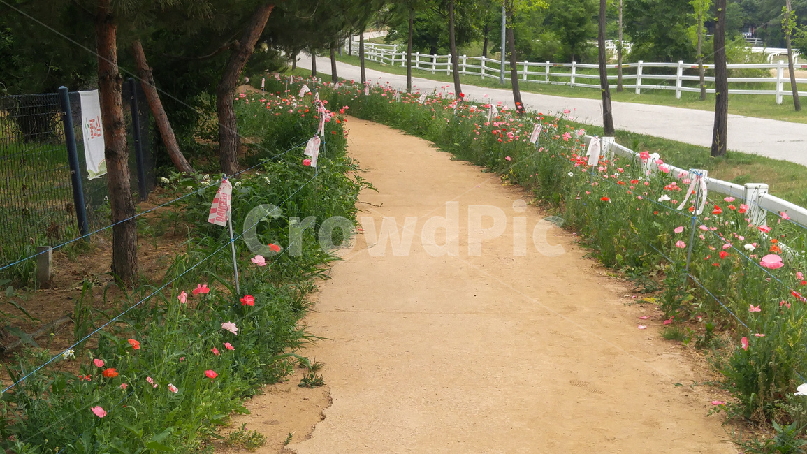 plant,식물,길,양귀비꽃,길가,식물,자연,plants,nature