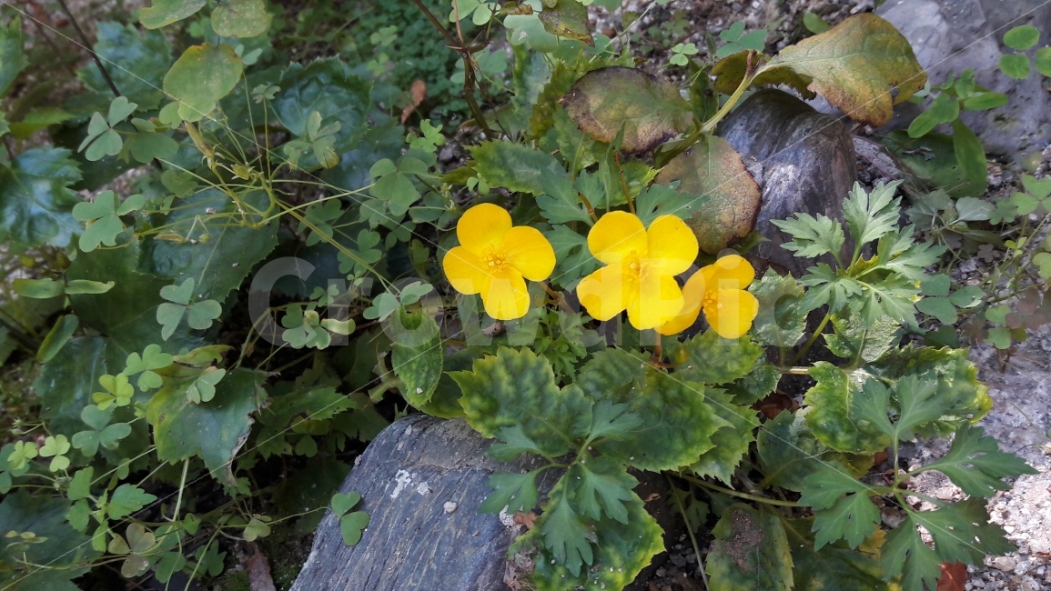 꽃,노랑,초록,자연,길상사,식물,자연,plants,nature,꽃,flower