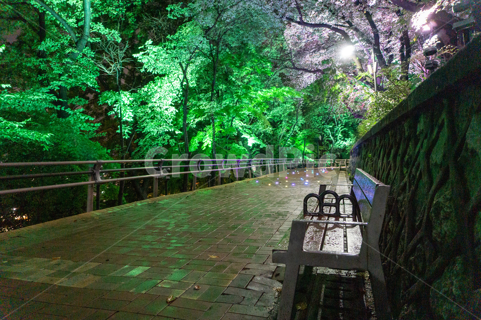 자유공원,산책,야경,벤치,공원,의자,bench,chair,prak,길,산길,숲,숲길,오솔길,수풀,나무,자연,led,조명,tree,통행로,path,nature