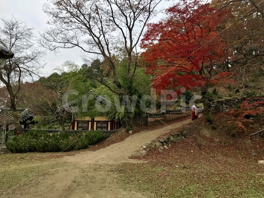 가을,가을풍경,자연,자연풍경,송광사,절,스님,불교,단풍,한국전통,한국문화,korean traditional,korean culture,자연,풍경,nature,landscape,가을,계절,fall,autumn,season,tree,나무,plant,식물
