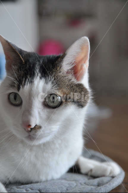 cat,고양이,애완동물,pet,animal