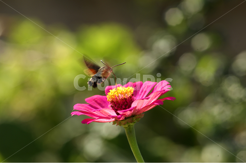 동물,벌,식물,꽃,백일홍,식물,자연,plants,nature,꽃,flower,동물,animal,곤충,벌레,insect,bug