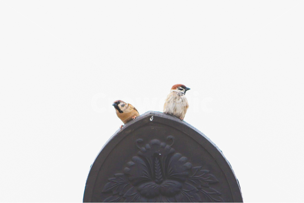 참새,새,순간포착,색감,지붕위새,동물,animal,조류,새,birds