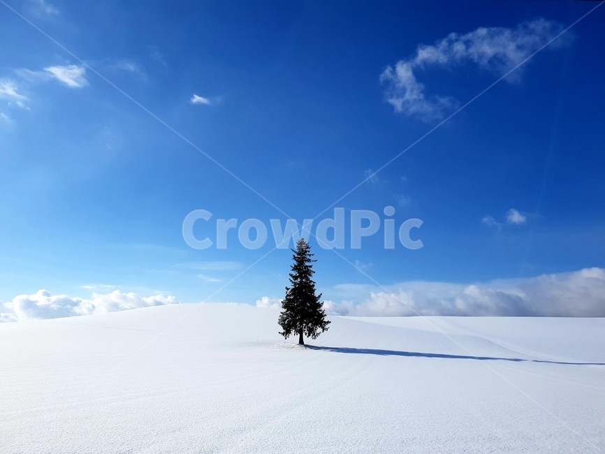 삿포로,비에이,크리스마스,나무,공원,겨울,계절,winter,season,자연,풍경,nature,landscape,tree,plant,식물