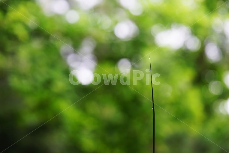 대나무,대나무잎,대,죽엽,빗방울,비,식물,자연,plants,nature