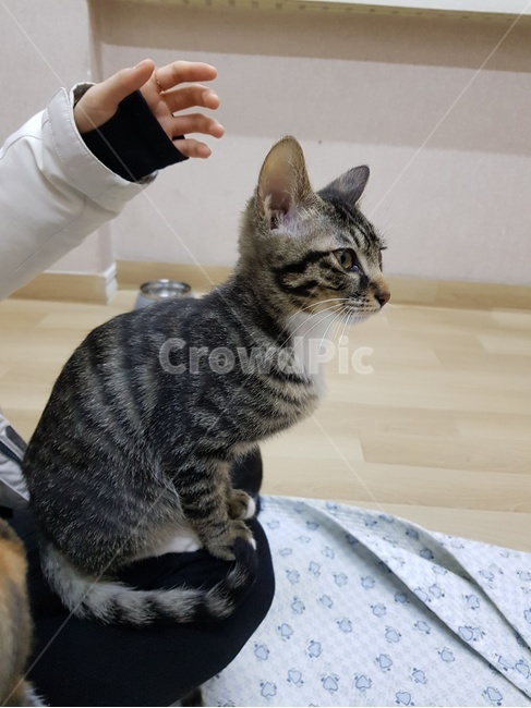 고양이,손,애기고양이,검은고양이,무늬고양이,동물,animal,포유류,mammal,고양이,cat,kitten,kitty