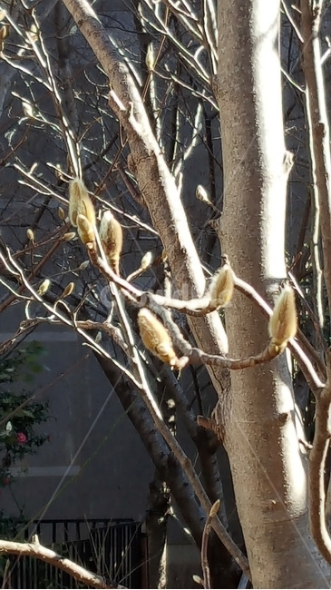 plant,식물,tree,나무,나무줄기,treetrunk,flower,꽃,blossom