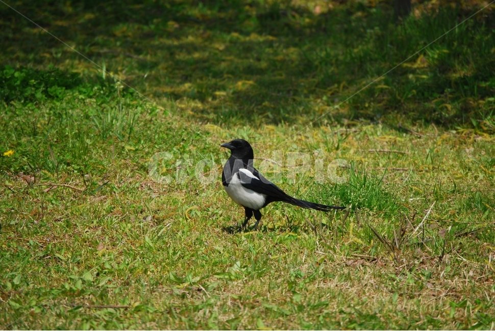 새,조류,까치,까마귀,공원,초원,Picapica,텃새,동물,animal,조류,새,birds
